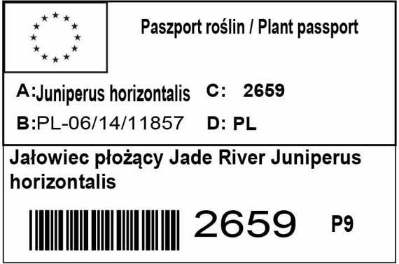 Jałowiec płożący Jade River Juniperus horizontalis