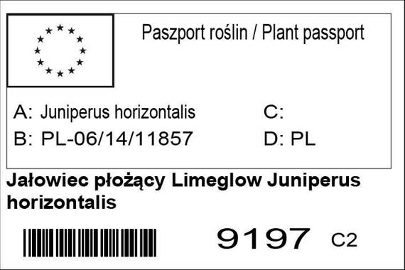 Jałowiec płożący Limeglow Juniperus horizontalis