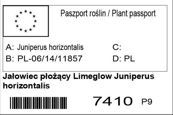 Jałowiec płożący Limeglow Juniperus horizontalis