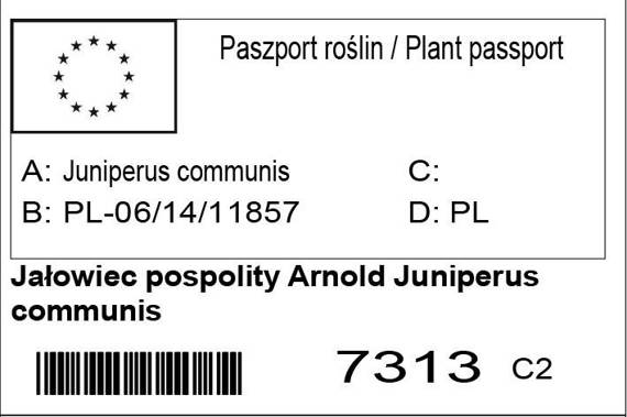 Jałowiec pospolity Arnold Juniperus communis