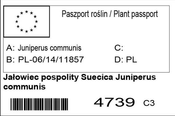 Jałowiec pospolity Suecica Juniperus communis