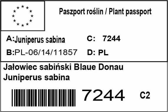 Jałowiec sabiński Blaue Donau Juniperus sabina