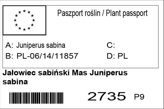 Jałowiec sabiński Mas Juniperus sabina