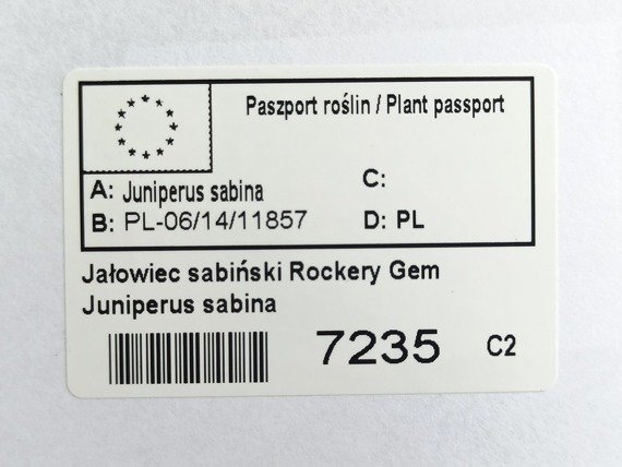 Jałowiec sabiński Rockery Gem Juniperus sabina