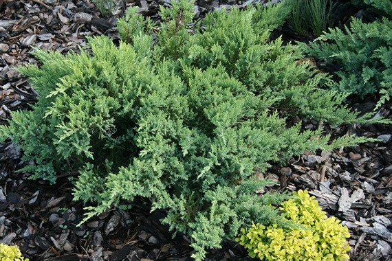 Jałowiec sabiński Tamariscifolia Juniperus sabina