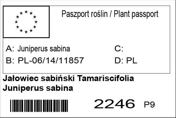 Jałowiec sabiński Tamariscifolia Juniperus sabina