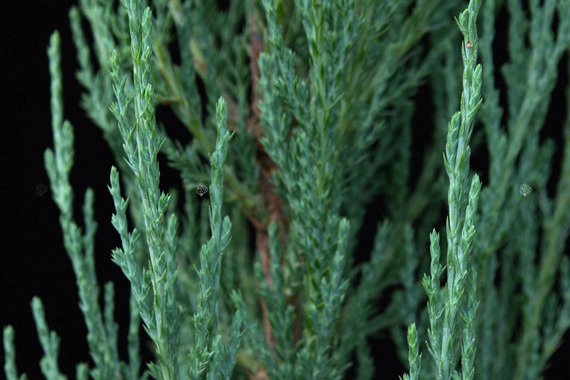 Jałowiec skalny Blue Arrow Juniperus scopulorum