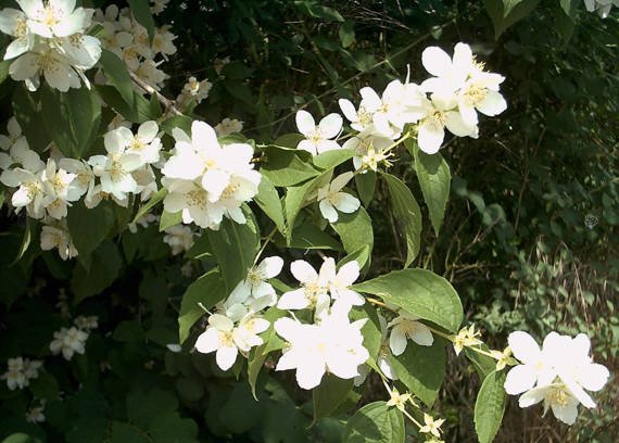 Jaśminowiec wonny Philadelphus coronarius