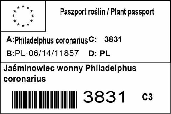 Jaśminowiec wonny Philadelphus coronarius