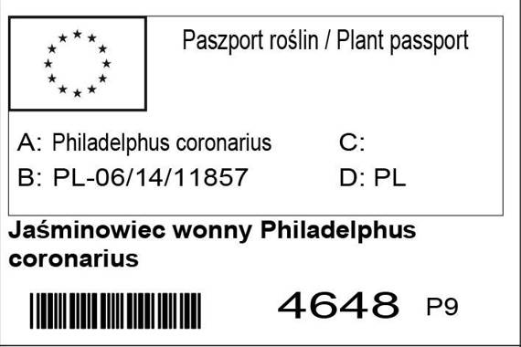 Jaśminowiec wonny Philadelphus coronarius