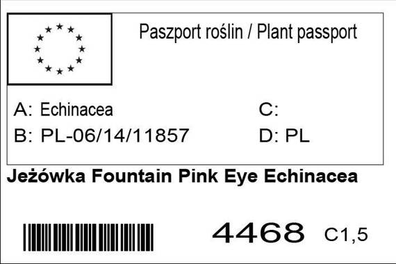 Jeżówka Fountain Pink Eye Echinacea