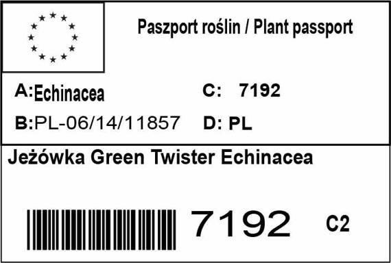 Jeżówka Green Twister Echinacea