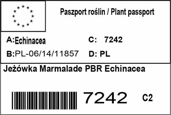 Jeżówka Marmalade PBR Echinacea