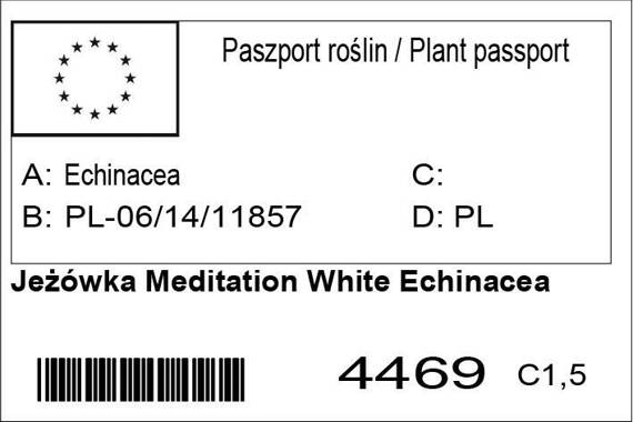 Jeżówka Meditation White Echinacea