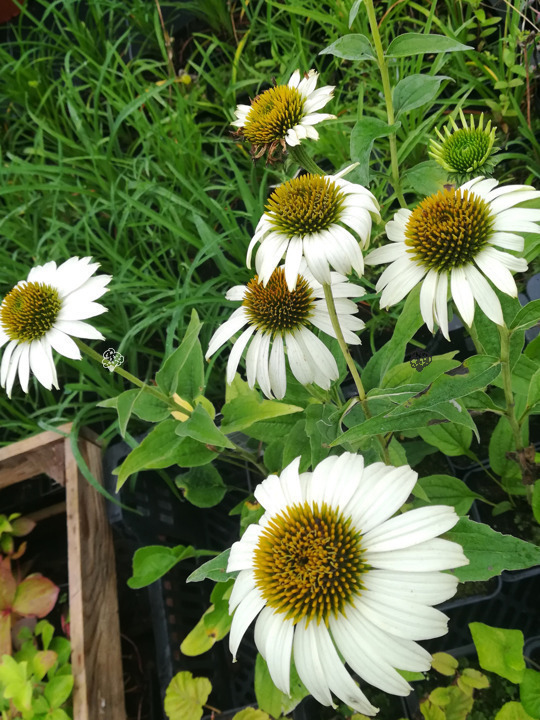 Jeżówka White Swan Echinacea