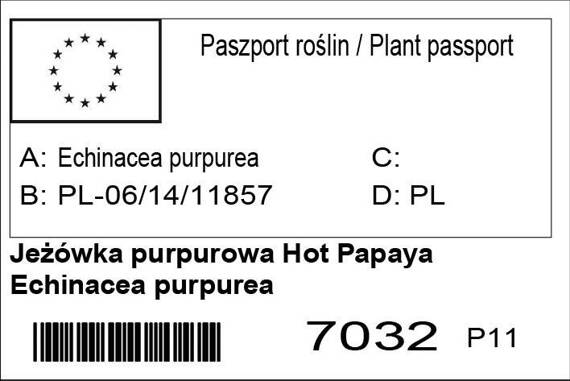 Jeżówka purpurowa Hot Papaya Echinacea purpurea 