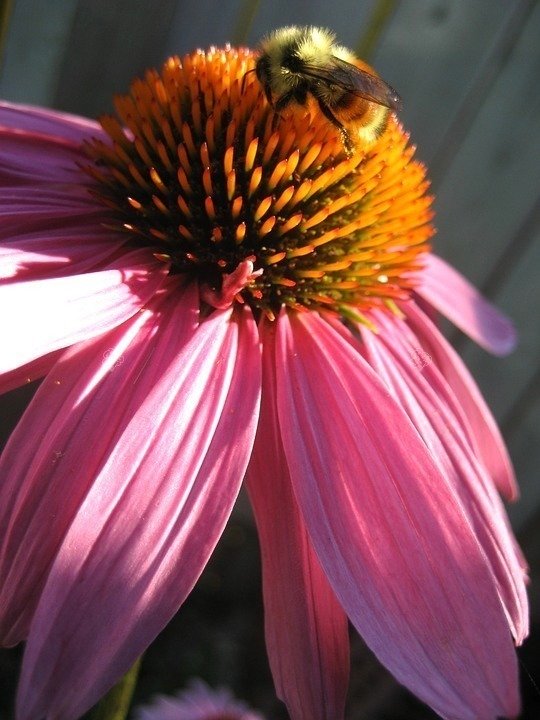 Jeżówka purpurowa Magnus Echinacea purpurea