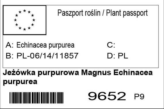 Jeżówka purpurowa Magnus Echinacea purpurea