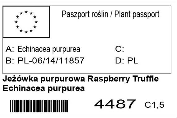 Jeżówka purpurowa Raspberry Truffle Echinacea purpurea