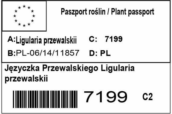 Języczka Przewalskiego Ligularia przewalskii