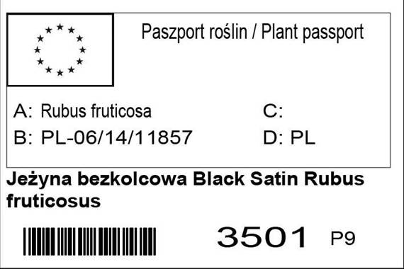 Jeżyna bezkolcowa Black Satin Rubus fruticosus