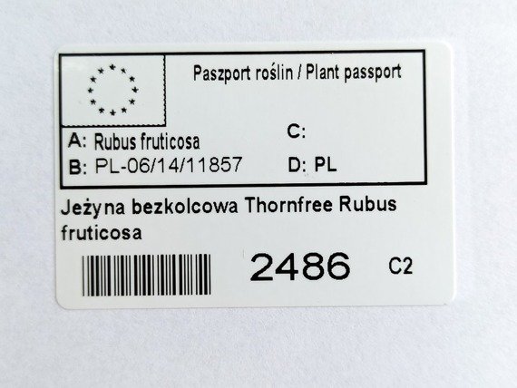 Jeżyna bezkolcowa Thornfree Rubus fruticosa