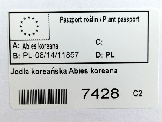 Jodła Koreańska Abies koreana