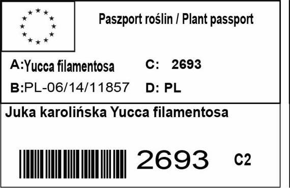 Juka karolińska Yucca filamentosa