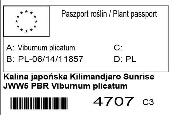 Kalina japońska Kilimandjaro Sunrise PBR Viburnum plicatum