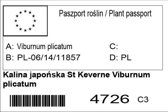 Kalina japońska St Keverne Viburnum plicatum