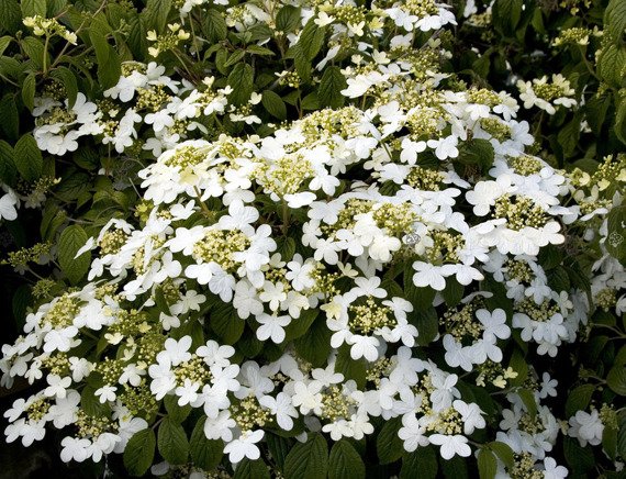 Kalina japońska Summer Snowflake Viburnum plicatum