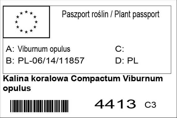 Kalina koralowa Compactum Viburnum opulus