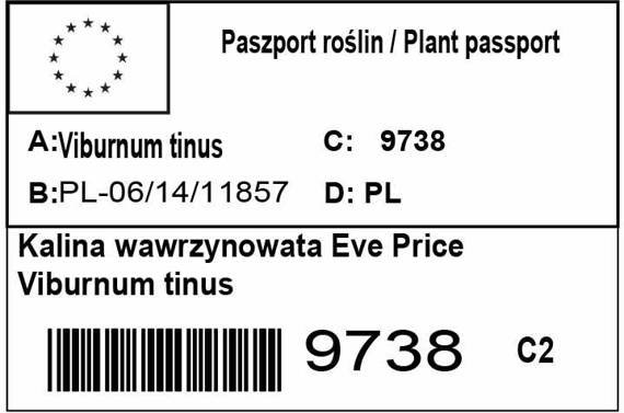 Kalina wawrzynowata Eve Price Viburnum tinus