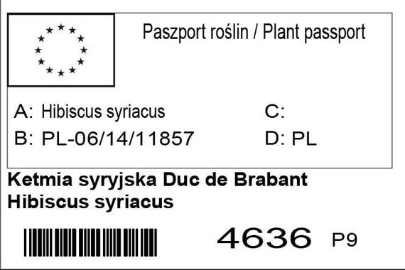 Ketmia syryjska Duc de Brabant Hibiscus syriacus