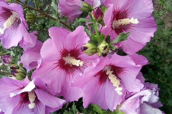 Ketmia syryjska Mauve Queen Hibiscus syriacus