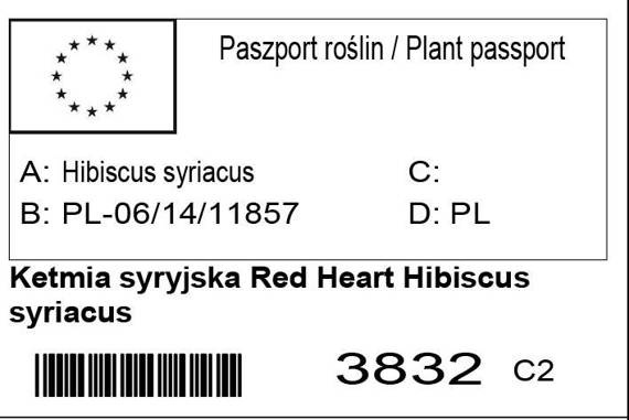 Ketmia syryjska Red Heart Hibiscus syriacus