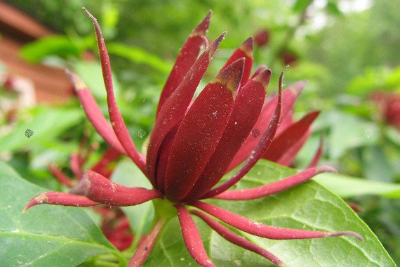 Kielichowiec wonny Calycanthus floridus