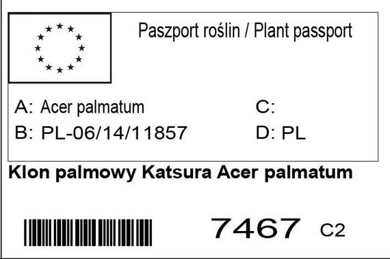 Klon palmowy Katsura Acer palmatum