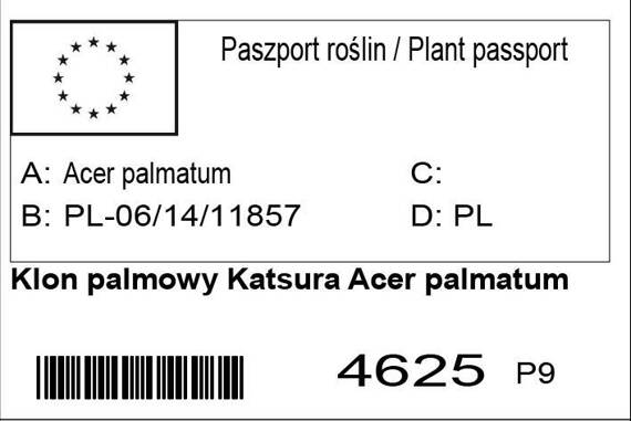 Klon palmowy Katsura Acer palmatum