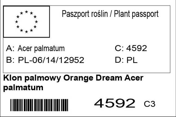 Klon palmowy Orange Dream Acer palmatum