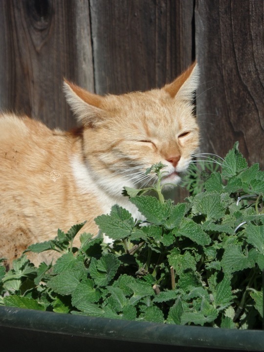 Kocimiętka Faassena Walker's Low Nepeta faassenii