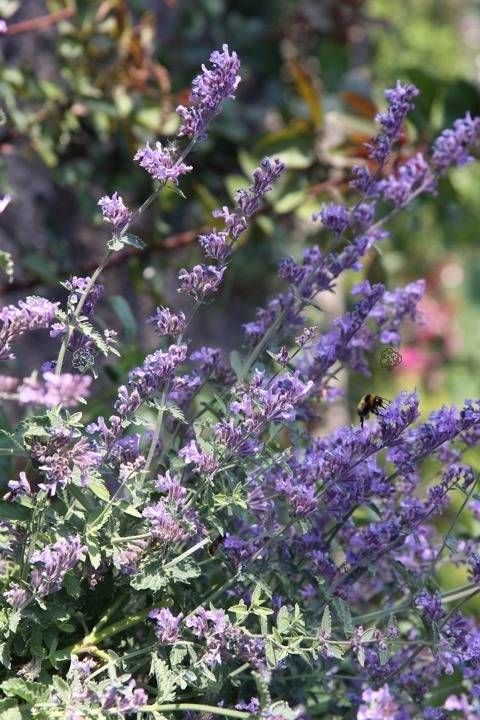 Kocimiętka Faassena Walker's Low Nepeta faassenii