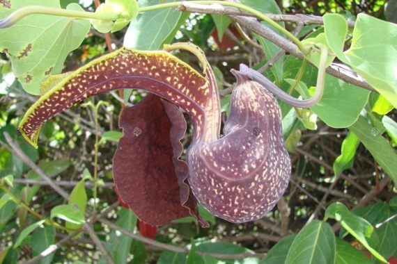 Kokornak wielkolistny Aristolochia macrophylla