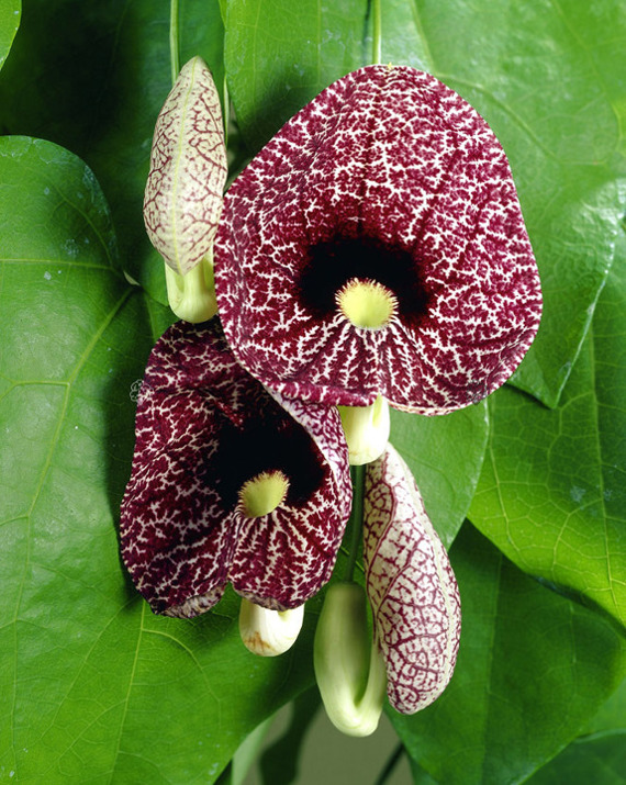 Kokornak wielkolistny Aristolochia macrophylla