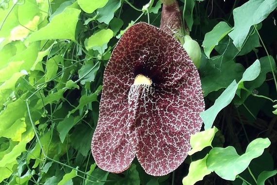 Kokornak wielkolistny Aristolochia macrophylla