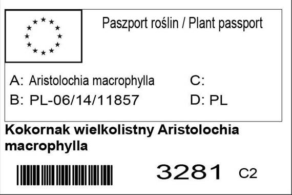 Kokornak wielkolistny Aristolochia macrophylla