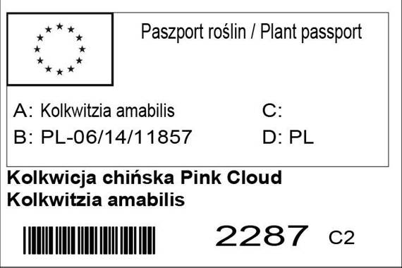 Kolkwicja chińska Pink Cloud Kolkwitzia amabilis