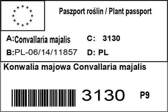 Konwalia majowa Convallaria majalis