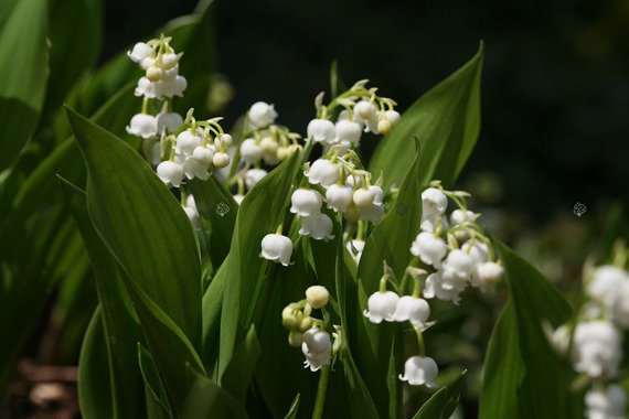 Konwalia majowa Convallaria majalis