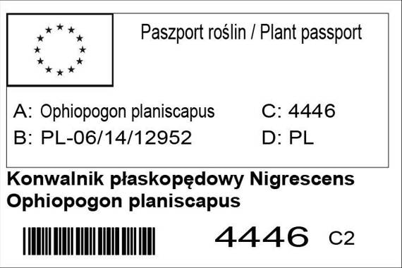 Konwalnik płaskopędowy Nigrescens Ophiopogon planiscapus